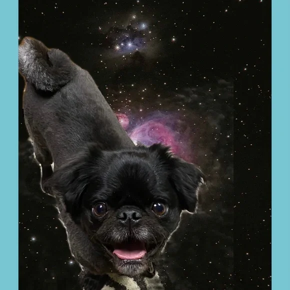 Follow me game❤️🐶 - Picture 4 of 4